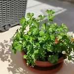 Apartment Luxury - Old Soul With A New Heart